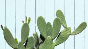 Cactus For Skin Care