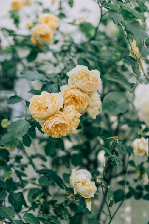 box of pink roses